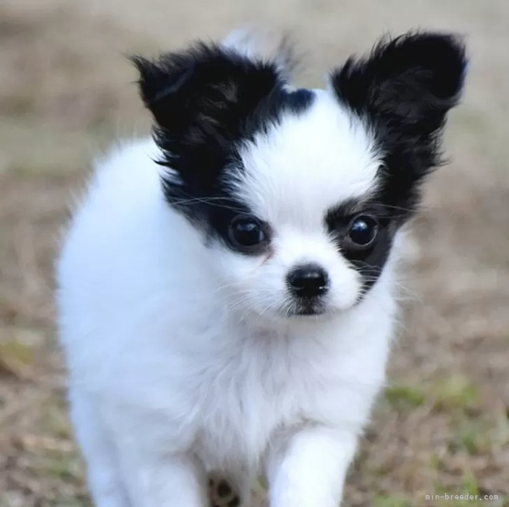 KEN 様のお迎えした子犬