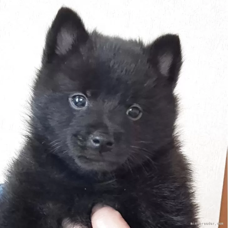 ID：2503-06333の子犬