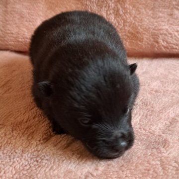 スキッパーキ【福岡県・女の子・2025年2月25日・ブラック】の写真「小柄です」