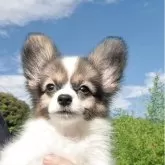 パピヨン