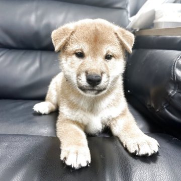 柴犬(標準サイズ)【埼玉県・男の子・2025年7月31日・赤】の写真「かわいい時期にお迎え頂きたくお値引きです！」