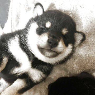 柴犬(標準サイズ)【埼玉県・男の子・2025年7月19日・黒】の写真「やんちゃな黒柴の男の子です！」