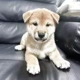 柴犬(標準サイズ)