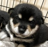 柴犬(標準サイズ)