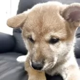 柴犬(標準サイズ)