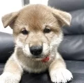 柴犬(標準サイズ)