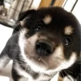 柴犬(標準サイズ)