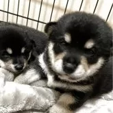 柴犬(標準サイズ)