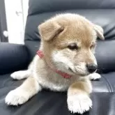 柴犬(標準サイズ)【埼玉県・女の子・2025年7月31日・赤】の写真3
