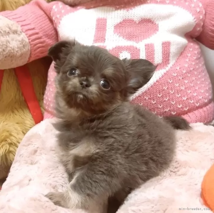 ID:2501-08031の子犬