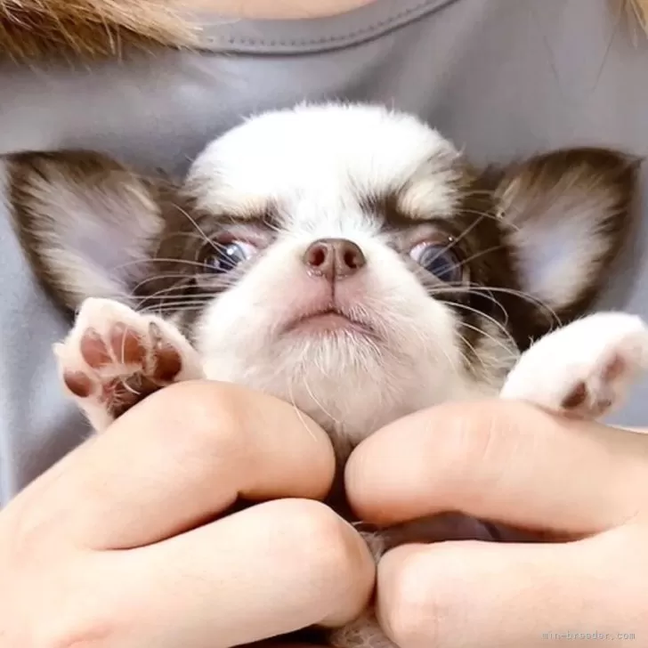 つむぎ 様のお迎えした子犬