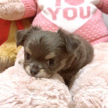 チワワ(ロング)【愛媛県・女の子・2024年12月1日・ブルークリーム】の写真「くりくりおめ目の可愛い目力💖」