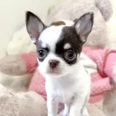 チワワ(スムース)