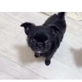 チワワ(ロング)