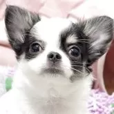 チワワ(ロング)