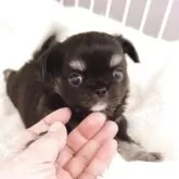 チワワ(ロング)