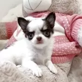 チワワ(ロング)