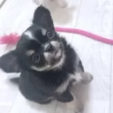 チワワ(ロング)