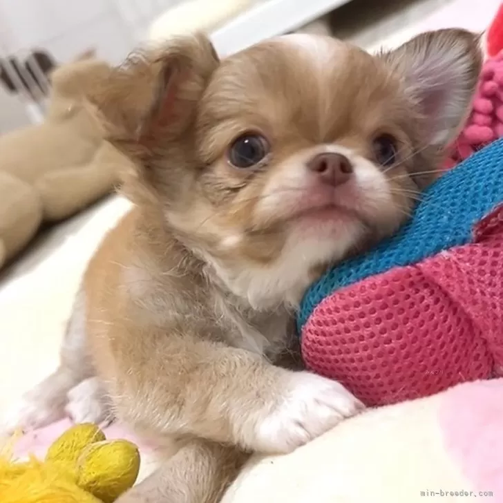 うに 様のお迎えした子犬