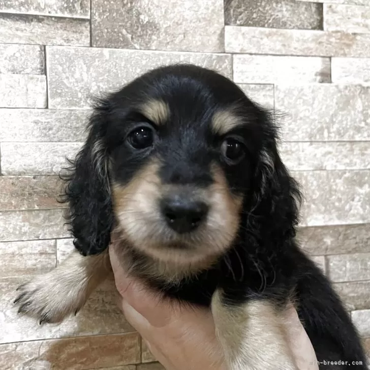 ID:2506-04707の子犬