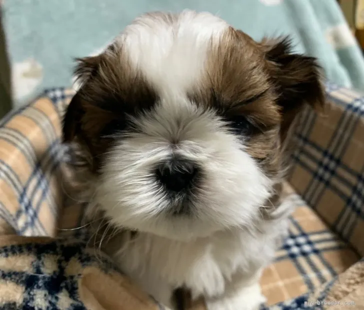 シーズー【福岡県・男の子・2020年11月1日・ホワイト&amp;ゴールド】の写真1