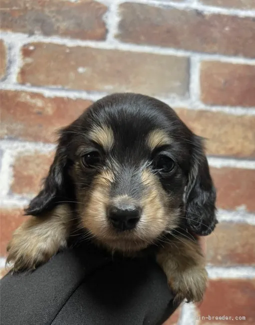 ID:2204-04111の子犬