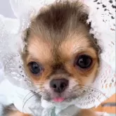 チワワ(ロング)【山口県・女の子・2025年7月11日・ブラッククリーム】の写真9