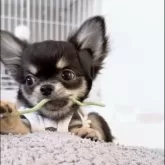 チワワ(ロング)【山口県・男の子・2025年7月29日・ブラックタン&ホワイト】の写真2