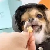 チワワ(ロング)【山口県・女の子・2025年7月11日・ブラッククリーム】の写真5