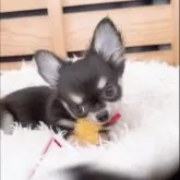 チワワ(ロング)【山口県・男の子・2025年7月29日・ブラックタン&ホワイト】の写真7