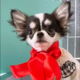 チワワ(ロング)【山口県・女の子・2025年7月29日・トライカラー】の写真4