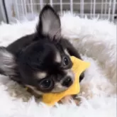 チワワ(ロング)【山口県・男の子・2025年7月29日・ブラックタン&ホワイト】の写真8