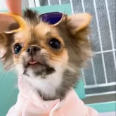 チワワ(ロング)【山口県・女の子・2025年7月11日・ブラッククリーム】の写真6