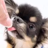 チワワ(ロング)【山口県・男の子・2025年5月28日・ブラックホワイト】の写真3