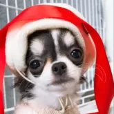 チワワ(ロング)【山口県・女の子・2025年7月29日・トライカラー】の写真6