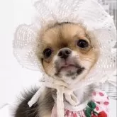 チワワ(ロング)【山口県・女の子・2025年7月11日・ブラッククリーム】の写真3