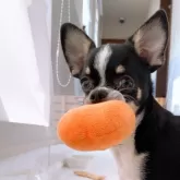 チワワ(スムース)【山口県・男の子・2025年6月14日・ブラッククリーム&ホワイト】の写真7