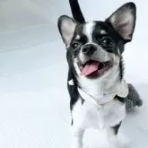 チワワ(スムース)【山口県・男の子・2025年6月14日・ブラッククリーム&ホワイト】の写真9