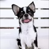 チワワ(スムース)【山口県・男の子・2025年6月14日・ブラッククリーム&ホワイト】の写真4