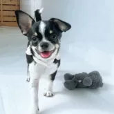 チワワ(スムース)【山口県・男の子・2025年6月14日・ブラッククリーム&ホワイト】の写真10