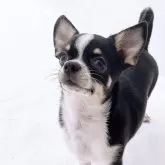 チワワ(スムース)【山口県・男の子・2025年6月14日・ブラッククリーム&ホワイト】の写真2