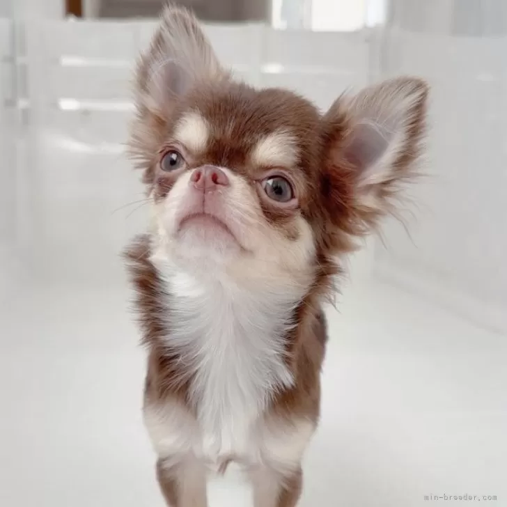 チワワ(ロング)【山口県・男の子・2025年5月28日・チョコタン&amp;ホワイト】の写真1