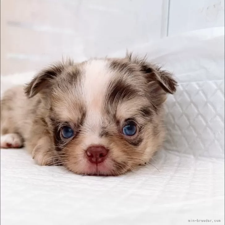 ID：2508-04673の子犬