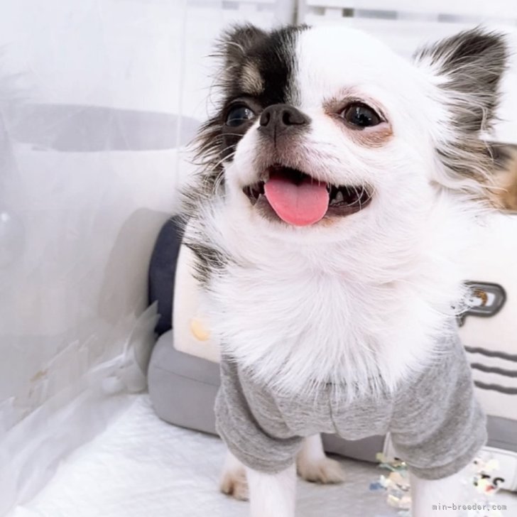 ブリーダー画像