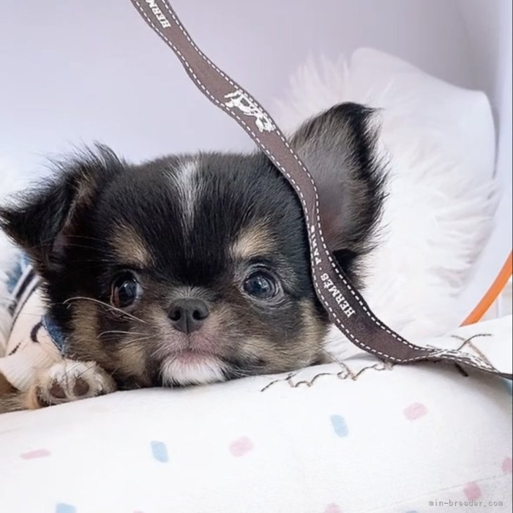 ブリーダー画像