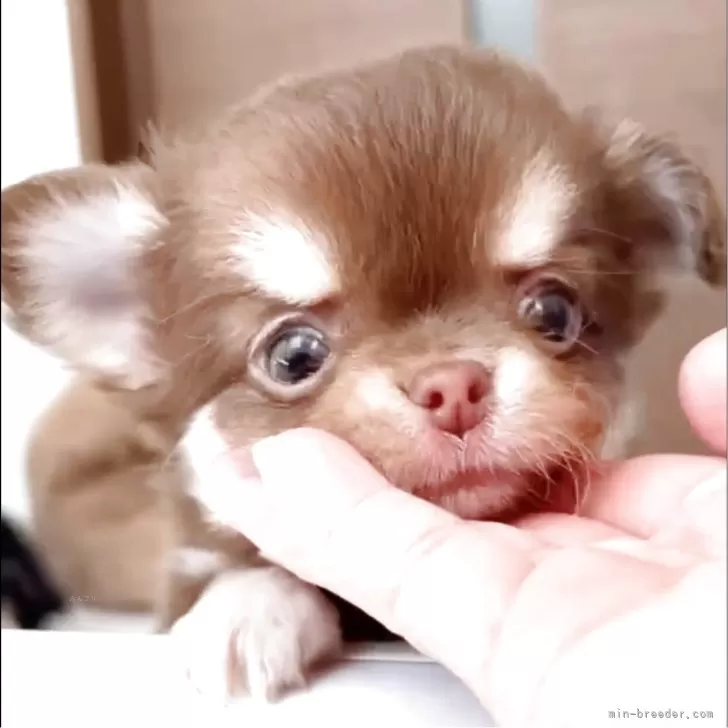 ID：2505-05085の子犬