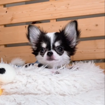 チワワ(ロング)【山口県・女の子・2025年7月29日・ブラック&ホワイト】の写真「小ぶり確定の超特選チョコタンの女の子です★」