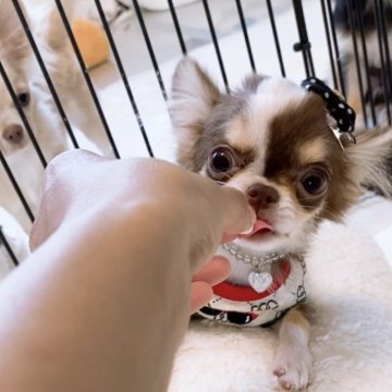 チワワ(ロング)【山口県・男の子・2025年6月26日・チョコ&ホワイト】の写真「澄んだ瞳と愛くるしい存在感で心を癒してくれます♡」