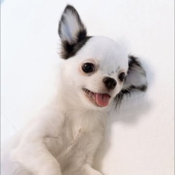 チワワ(ロング)【山口県・女の子・2025年5月28日・ブラックホワイトパーティー】の写真「人懐っこくて愛嬌たっぷりの女の子です♬」