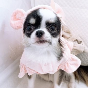 チワワ(ロング)【山口県・女の子・2025年3月13日・ブラック&ホワイト】の写真「極小確定！成犬時1～1.2Kg！超特選めちゃ可愛い」